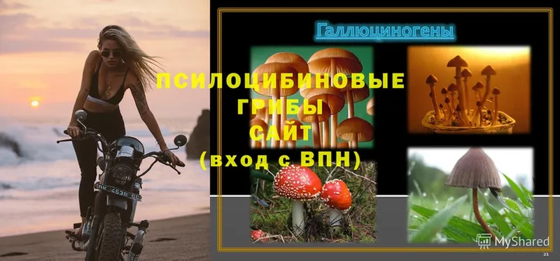 Псилоцибиновые грибы Magic Shrooms  Холмск 